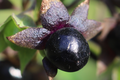 Pokrzyk wilcza jagoda (Atropa belladonna)