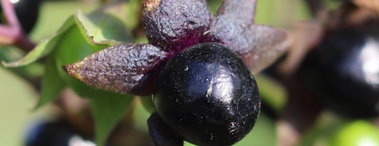 Pokrzyk wilcza jagoda (Atropa belladonna)