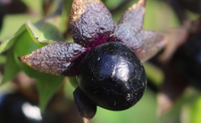 Pokrzyk wilcza jagoda (Atropa belladonna)