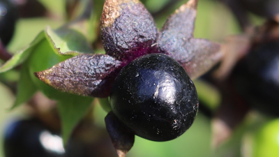 Pokrzyk wilcza jagoda (Atropa belladonna)