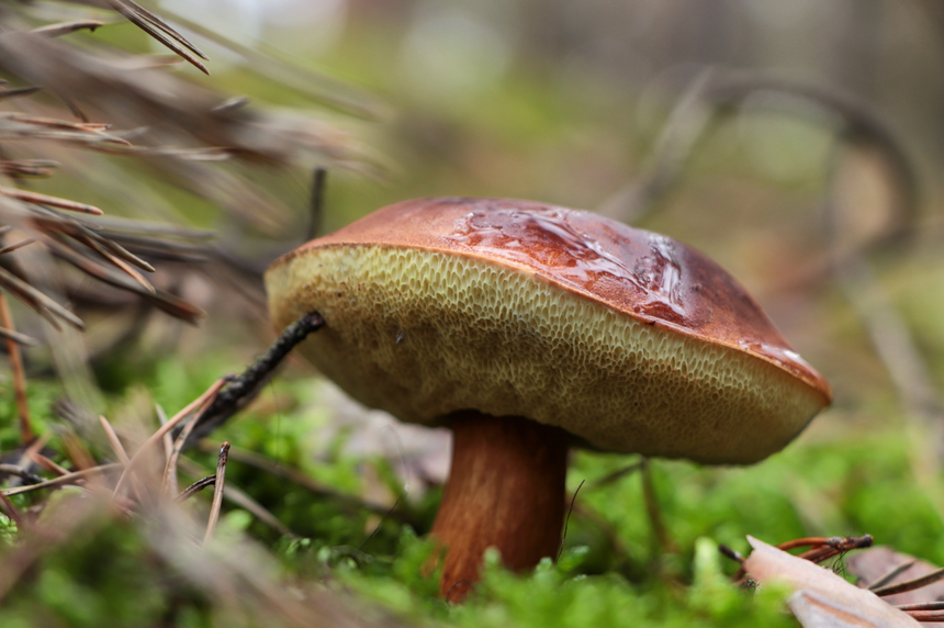podgrzybek brunatny, grzyby do suszenia
