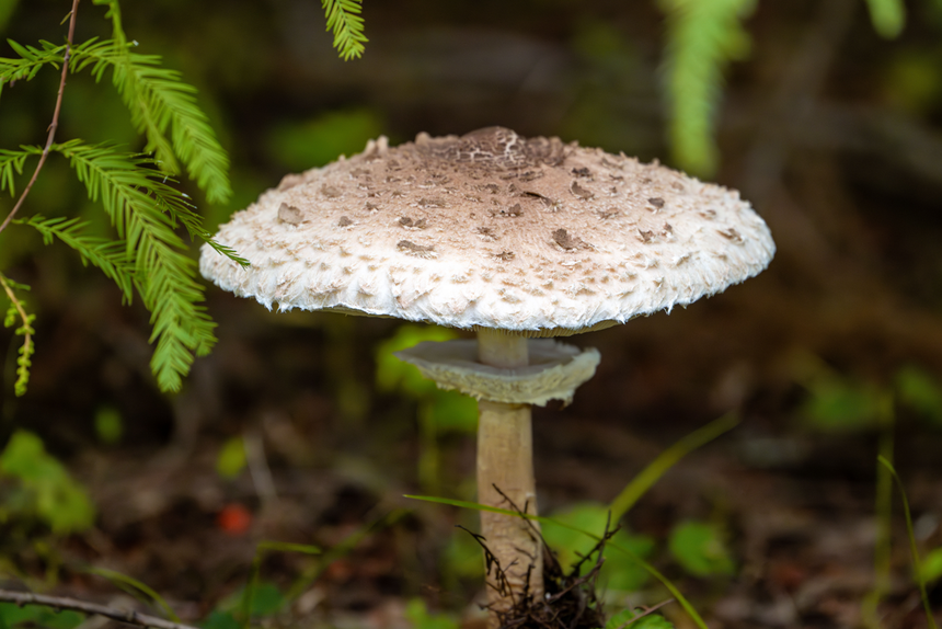 czubajka kania, grzyby do suszenia