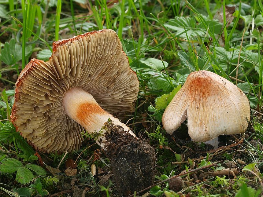 grzyby strzępiaki ceglaste
