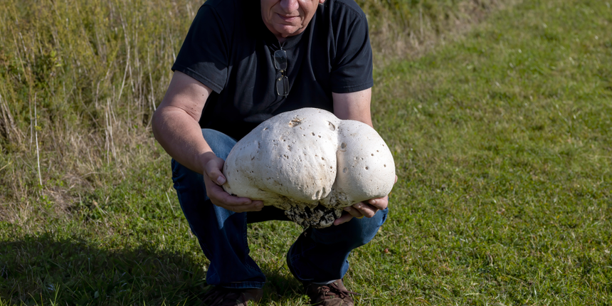czasznica olbrzymia, grzyby jadalne