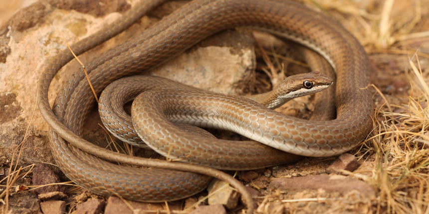 jadowity wąż Psammophis schokari