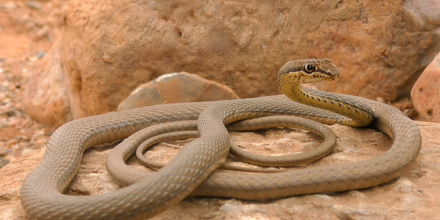 Jadowite węże Psammophis schokari