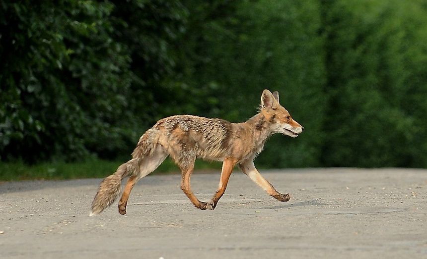 Opis ALT: Lis biegnący po drodze, w tle zieleń drzew. Jasne futro i charakterystyczny kształt ciała.