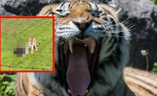 Atak tygrysa w zoo