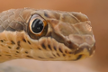 wąż Psammophis schokari