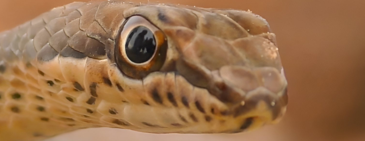 wąż Psammophis schokari