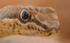 wąż Psammophis schokari