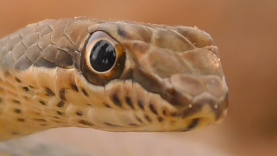 wąż Psammophis schokari