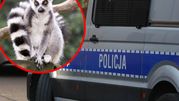 Na zdjęciu lemur siedzący na gałęzi, obok furgonetka policyjna z napisem 