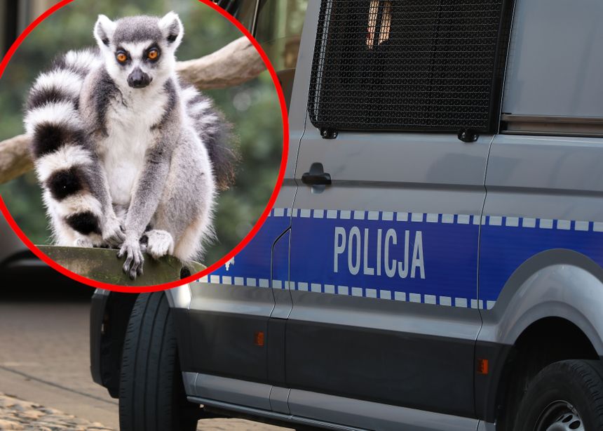 Na zdjęciu lemur siedzący na gałęzi, obok furgonetka policyjna z napisem 