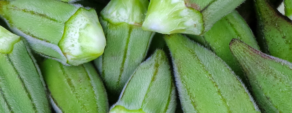 Okra, zdrowe warzywa