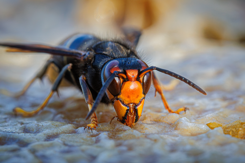 vespa velutina, szerszenie azjatyckie
