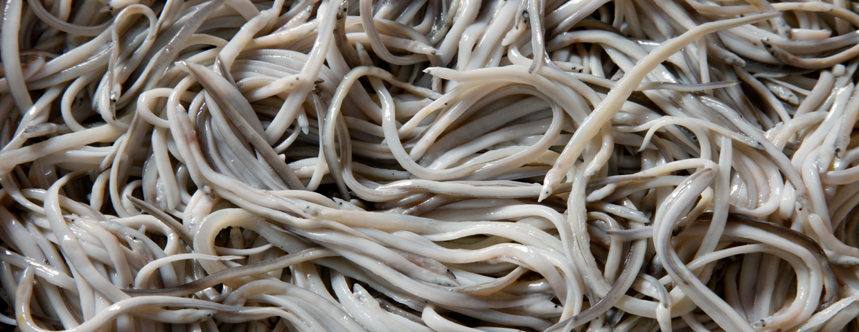 Angulas
