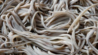 Angulas