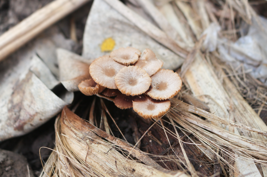 grzyb twardzioszek przydrożny Marasmius oreades