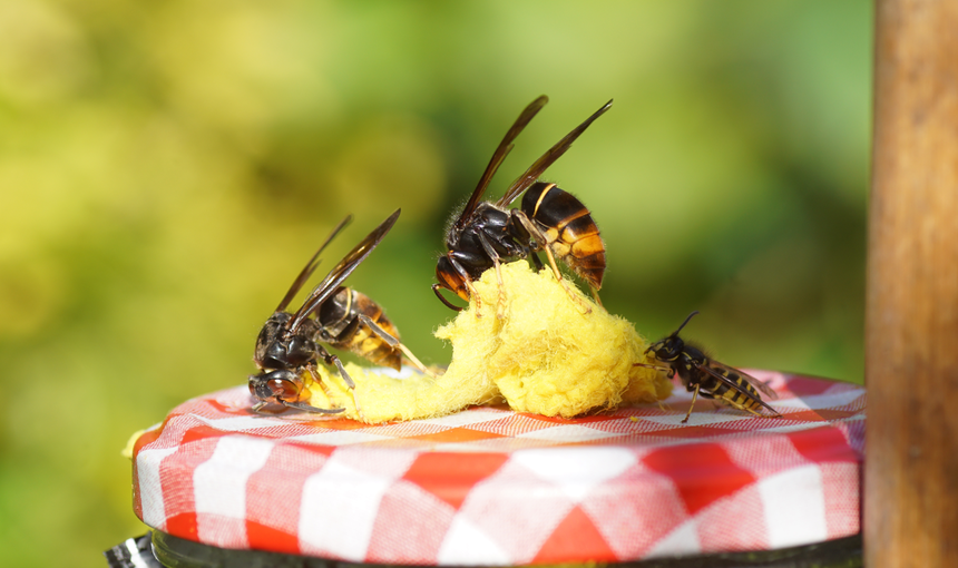 Szerszenie azjatyckie Vespa velutina nigrithorax