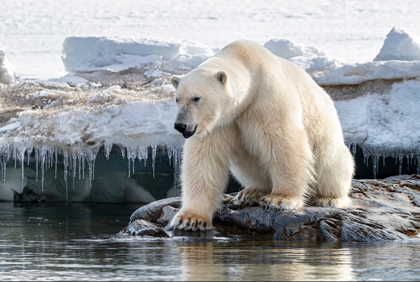 samiec niedźwiedzia polarnego