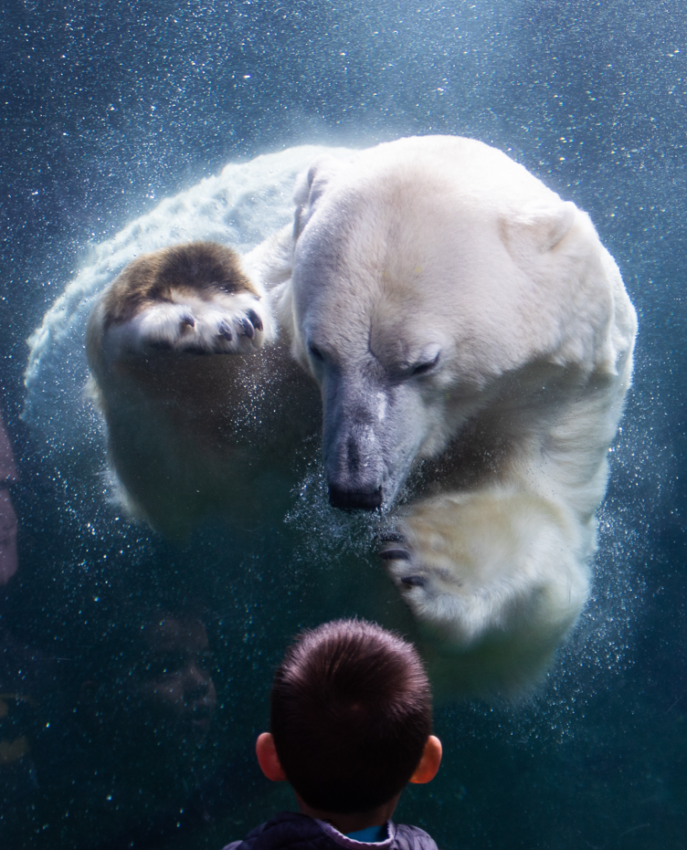 niedźwiedź polarny w Columbus Zoo