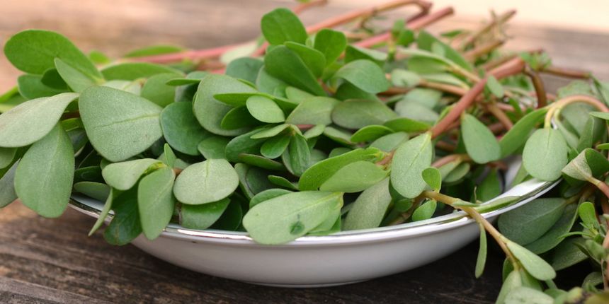 portulaka zamiast rukoli