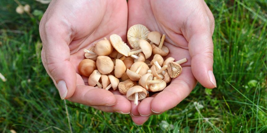 grzyby twardzioszki Marasmius oreades