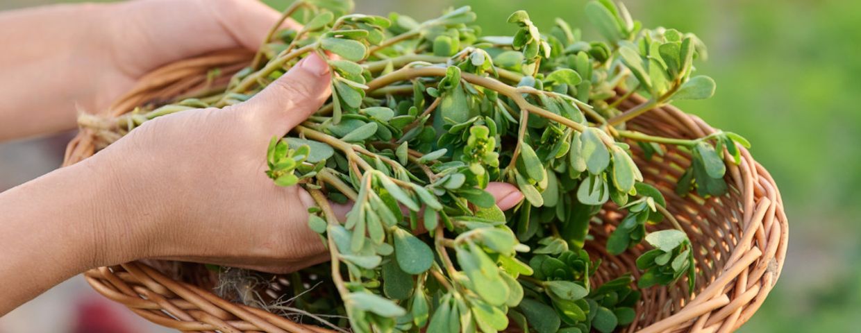 portulaka jadalna, zamiast rukoli