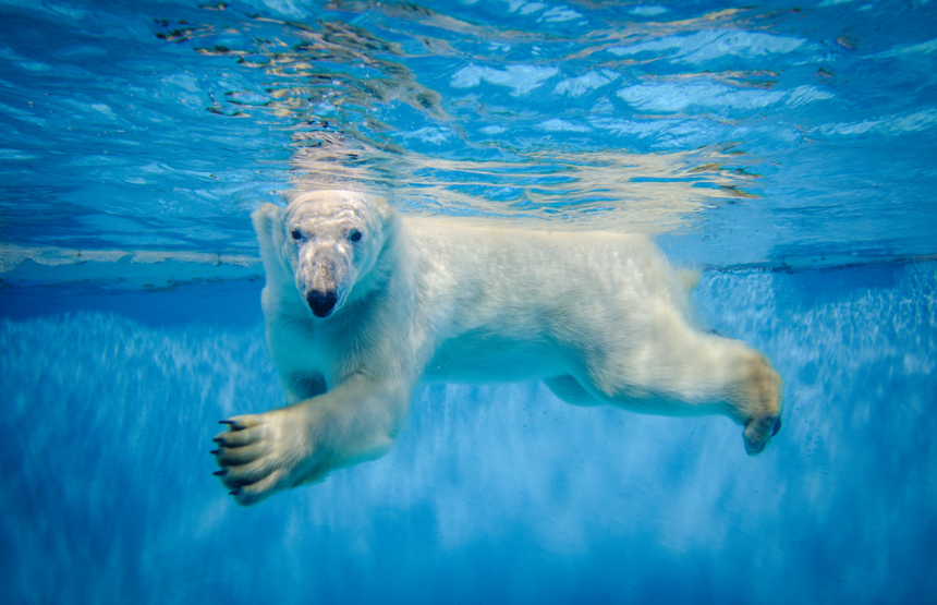 niedźwiedź polarny