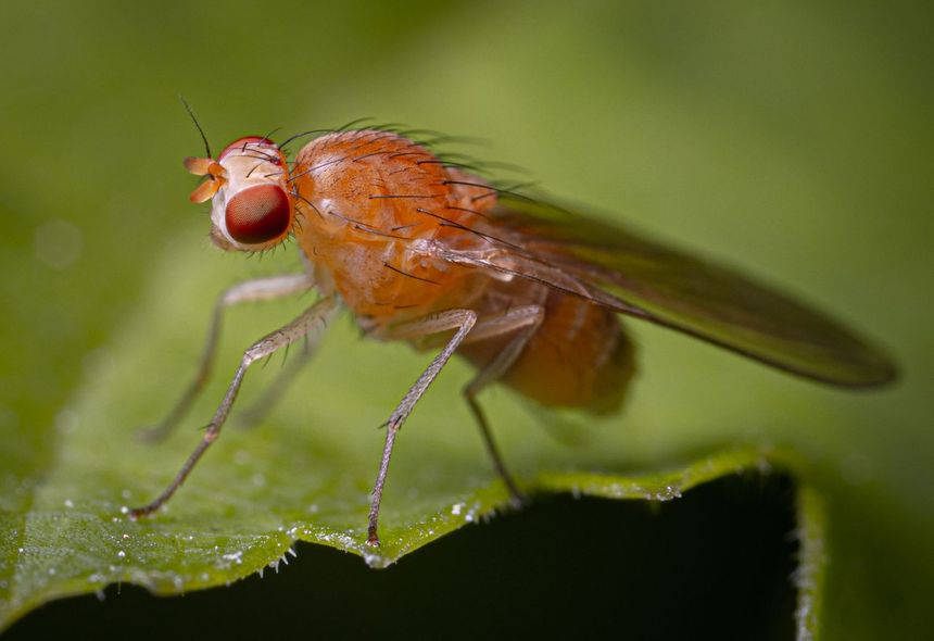 Muszka owocówka (Drosophila melanogaster)