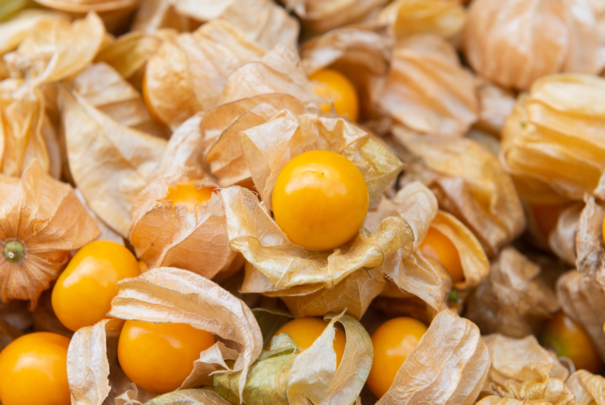 miechunka peruwiańska Physalis peruviana