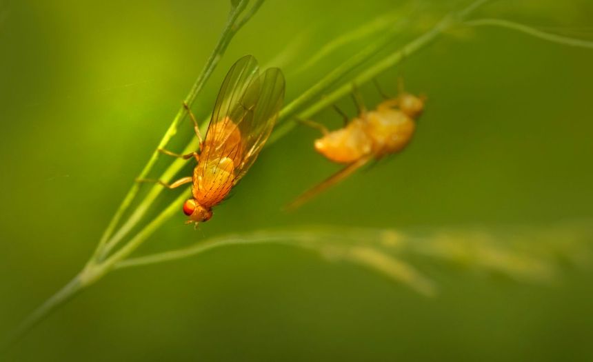 Muszki owocówki (Drosophila melanogaster)