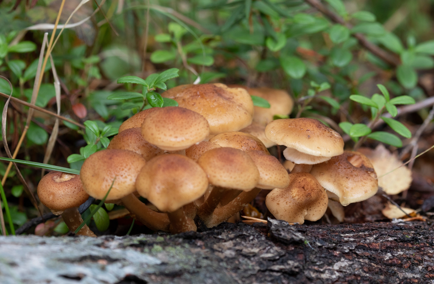 opieńka miodowa Armillaria mellea