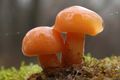 grzyby płomiennica zimowa Flammulina velutipes
