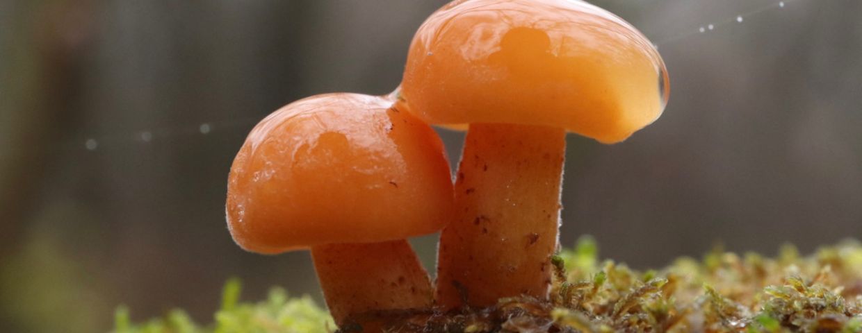 grzyby płomiennica zimowa Flammulina velutipes
