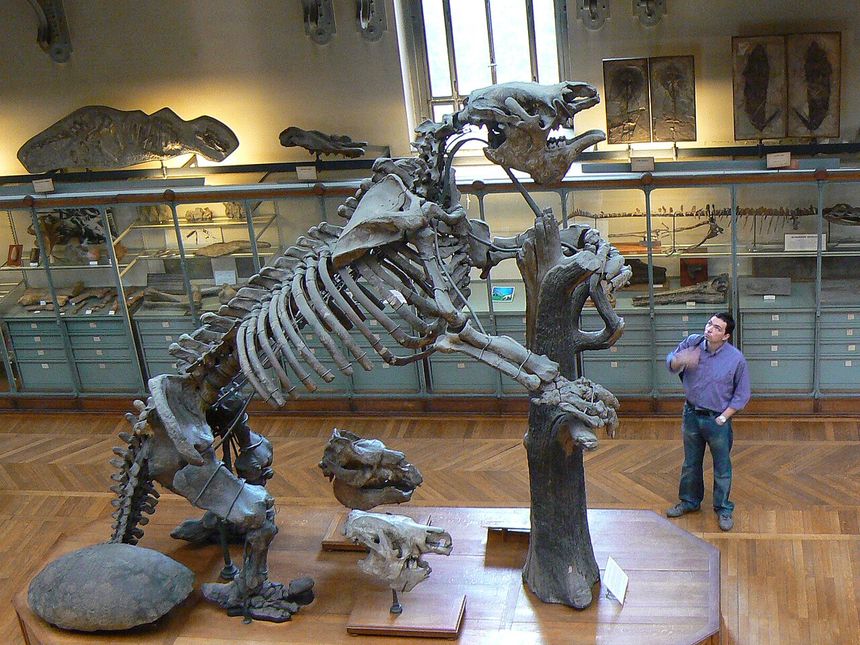 Megatherium americanum, szkielet w Muzeum Historii Naturalnej w Paryżu