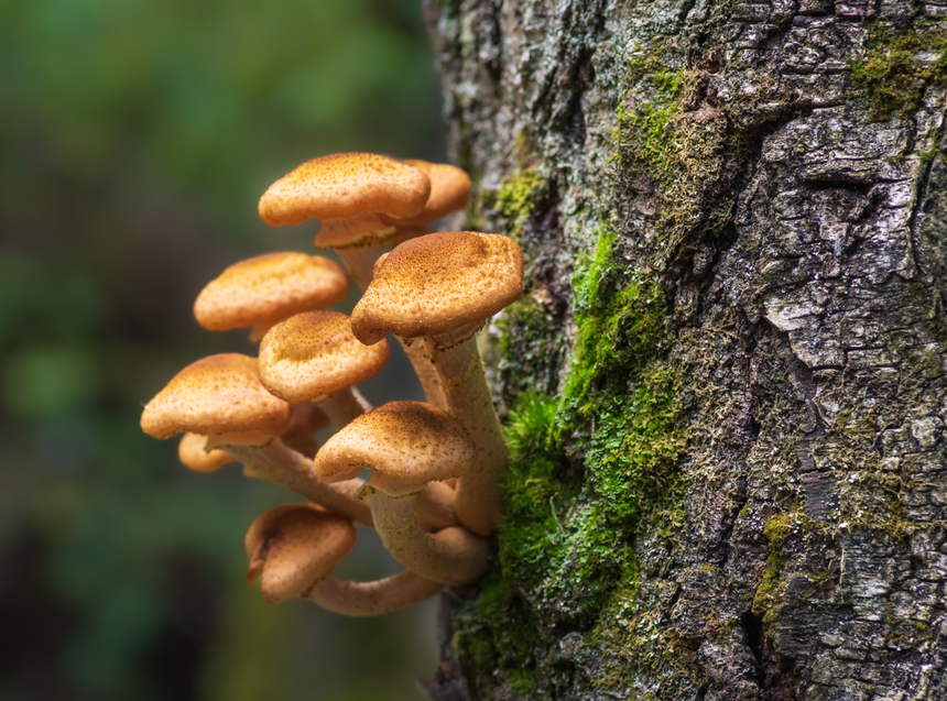 opieńki Armillaria mellea, grzyby jadalne