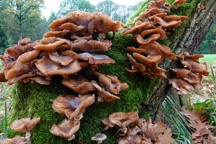 grzyby opieńki Armillaria ostoyae