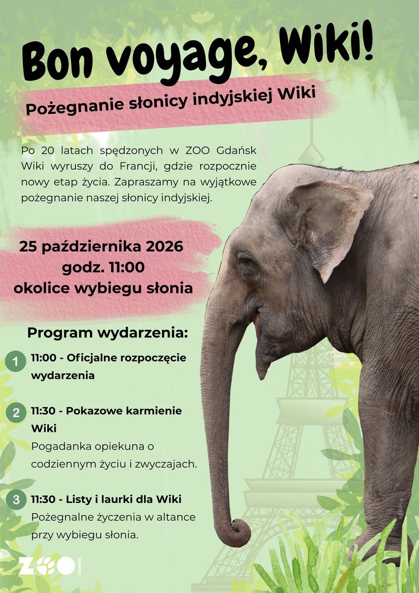 Wiki rusza do Francji
