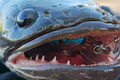 Drapieżna ryba żmijogłów