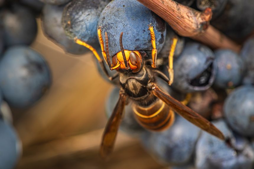 szerszeń żółtonogi, Vespa velutina