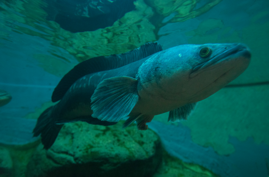 snakehead, ryba żmijogłów
