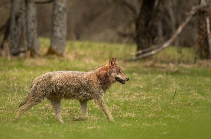 spotkanie z wilkiem w Bieszczadach