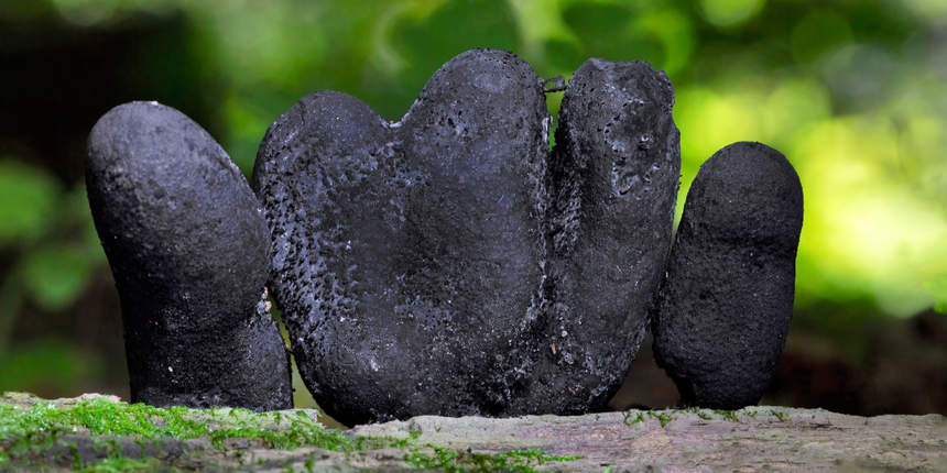 próchnilec maczugowaty, grzyb Xylaria polymorpha
