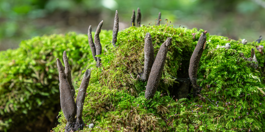próchnilec maczugowaty, grzyb Xylaria polymorpha