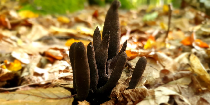 próchnilec maczugowaty, grzyb Xylaria polymorpha 
