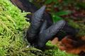 próchnilec maczugowaty, grzyby Xylaria polymorpha
