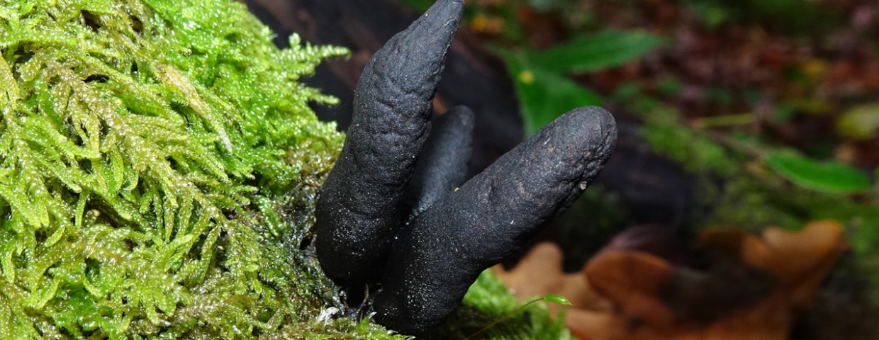 próchnilec maczugowaty, grzyby Xylaria polymorpha
