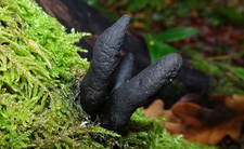 próchnilec maczugowaty, grzyby Xylaria polymorpha
